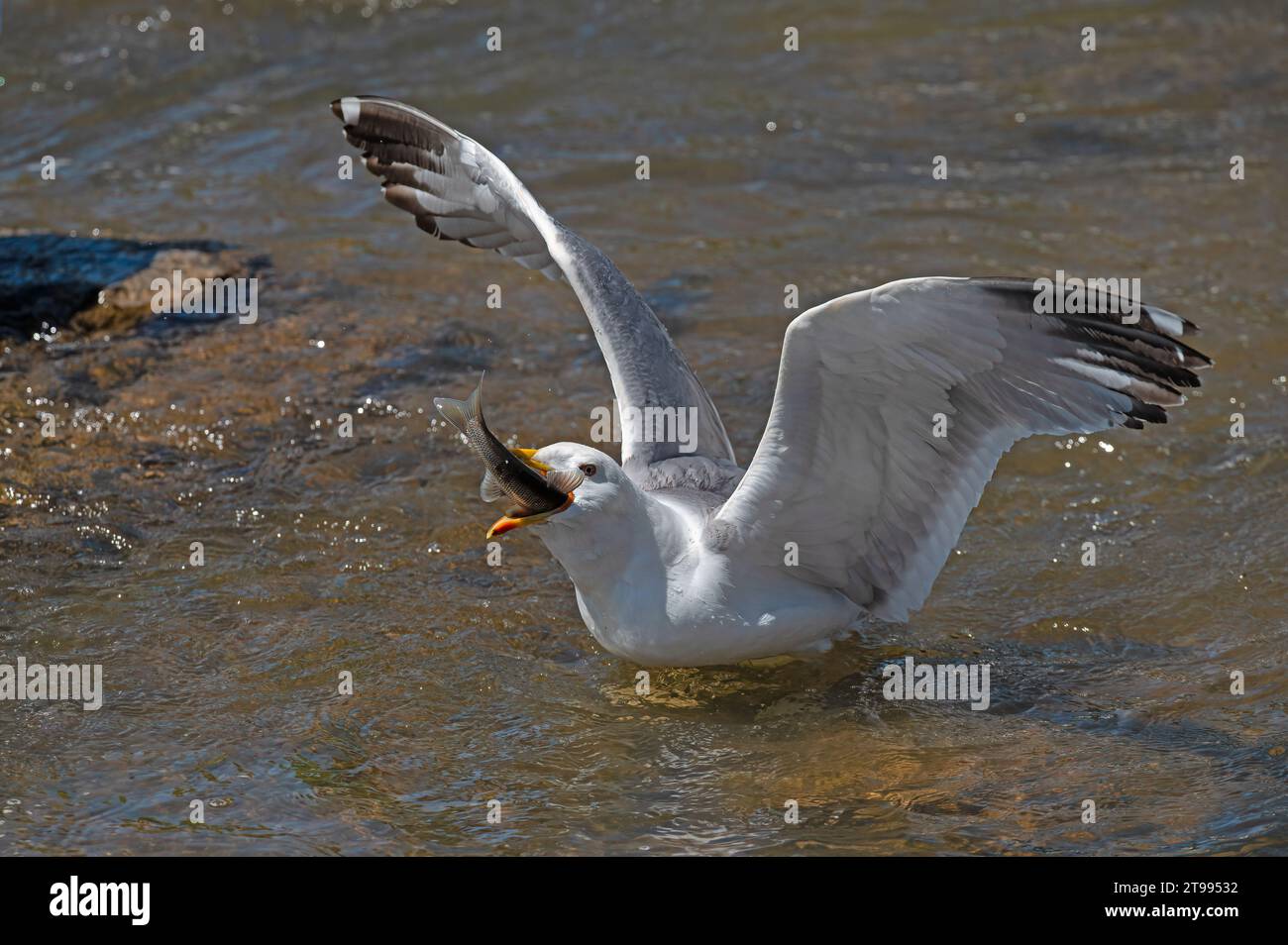 Armenian Gull (Larus armenicus) hunting migrating fish in the river. Stock Photo