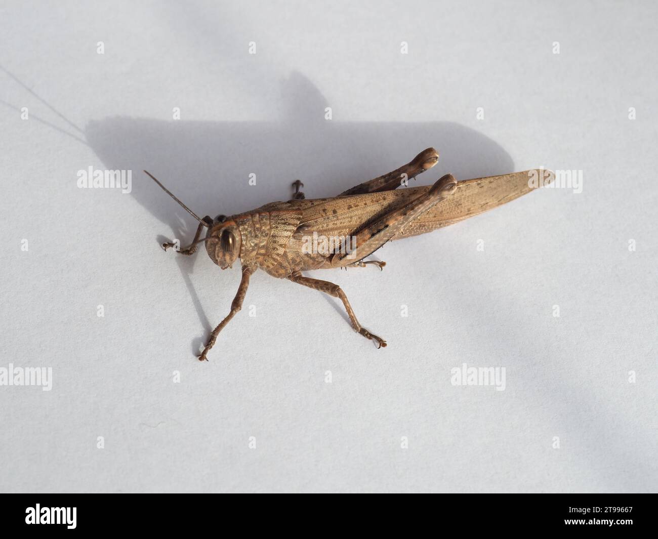 scientific name Orthoptera Caelifera of animal class