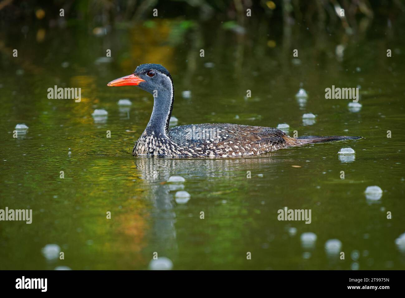 African finfoot - Podica senegalensis aquatic bird from Heliornithidae (the finfoots and sungrebe), rivers and lakes of Africa, water bird swimming in Stock Photo