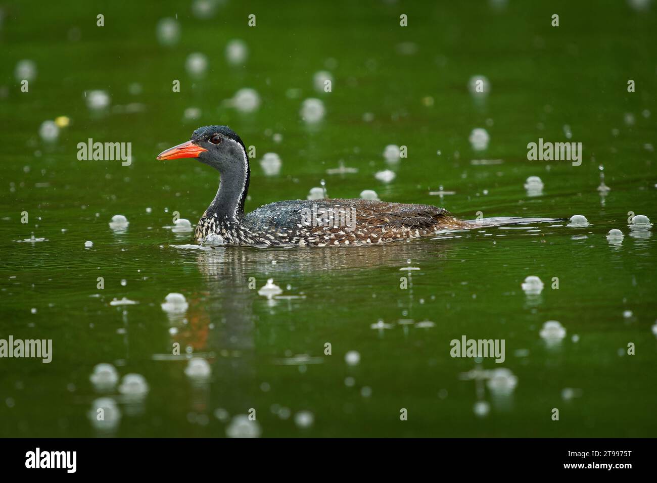 African finfoot - Podica senegalensis aquatic bird from Heliornithidae (the finfoots and sungrebe), rivers and lakes of Africa, water bird swimming in Stock Photo