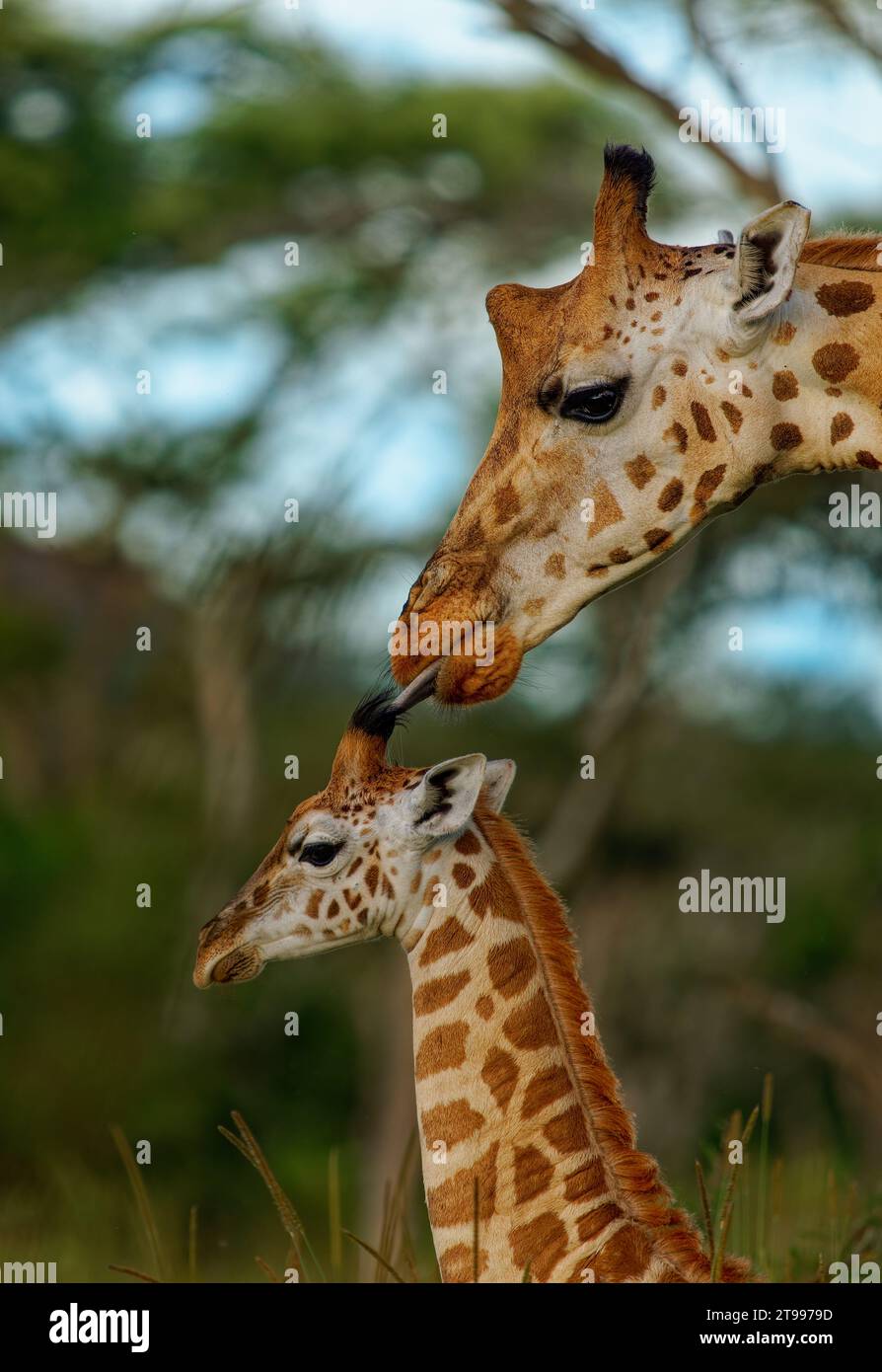 Mother love of Rothschild's giraffe - Giraffa camelopardalis rothschildi subspecies of the Northern giraffe, also Baringo or Nubian or as the Ugandan Stock Photo