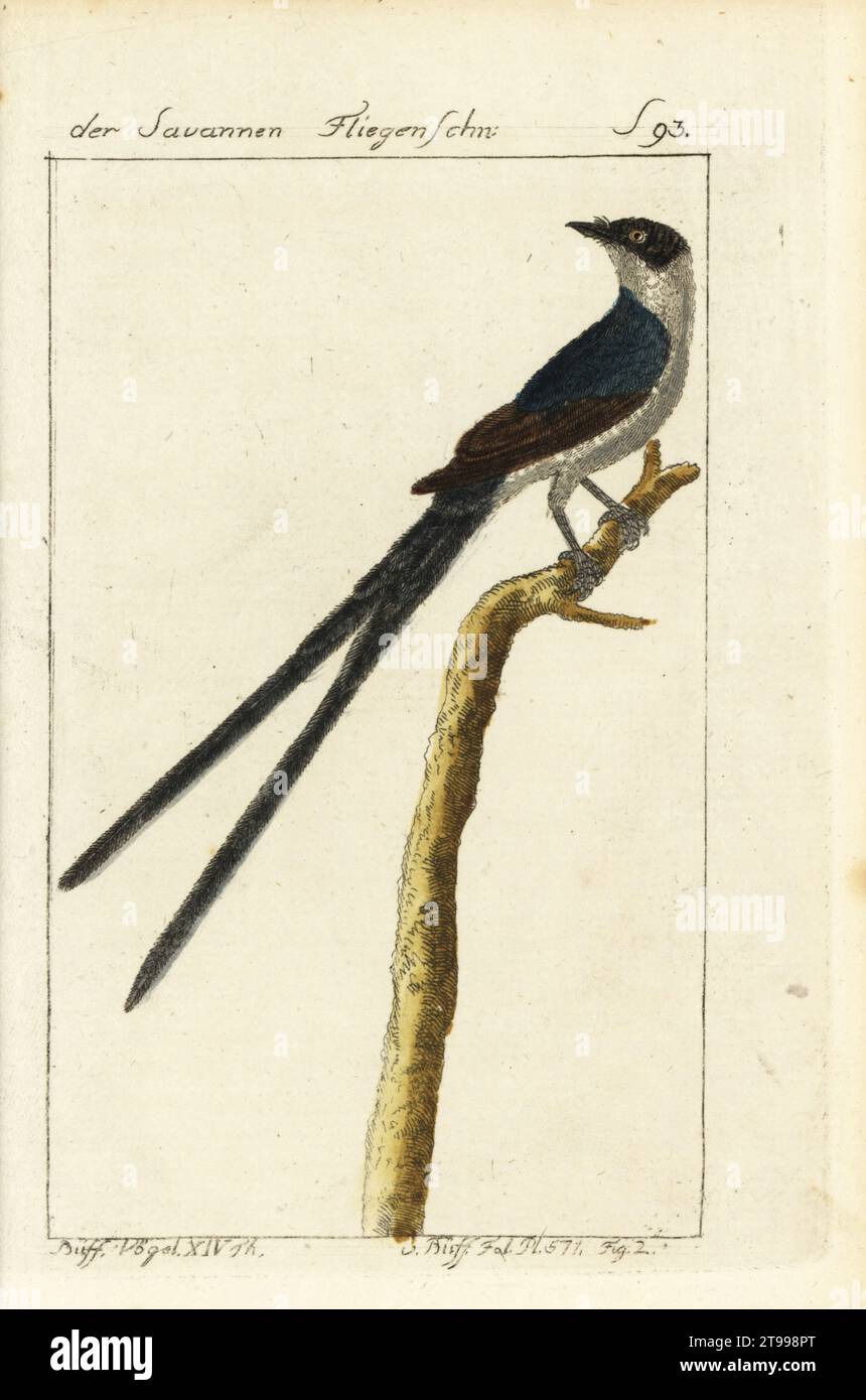 Muscicapa forficata hires stock photography and images Alamy