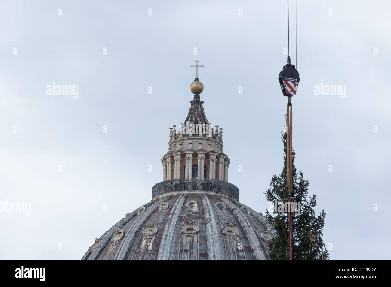 Rome, Italy. 23rd Nov, 2023. Detail of the installation of the Christmas tree in St. Peter's Square. The Christmas tree arrived in St. Peter's Square with 27 meters high, it weighs 6.5 tons and was donated by the municipality of Macra, in the woods of Cuneo. It will be decorated with lights and over 7,000 dried edelweiss which will give the effect of a snowfall. The lights will be turned on next December 9. (Photo by Matteo Nardone/Pacific Press) Credit: Pacific Press Media Production Corp./Alamy Live News Stock Photo
