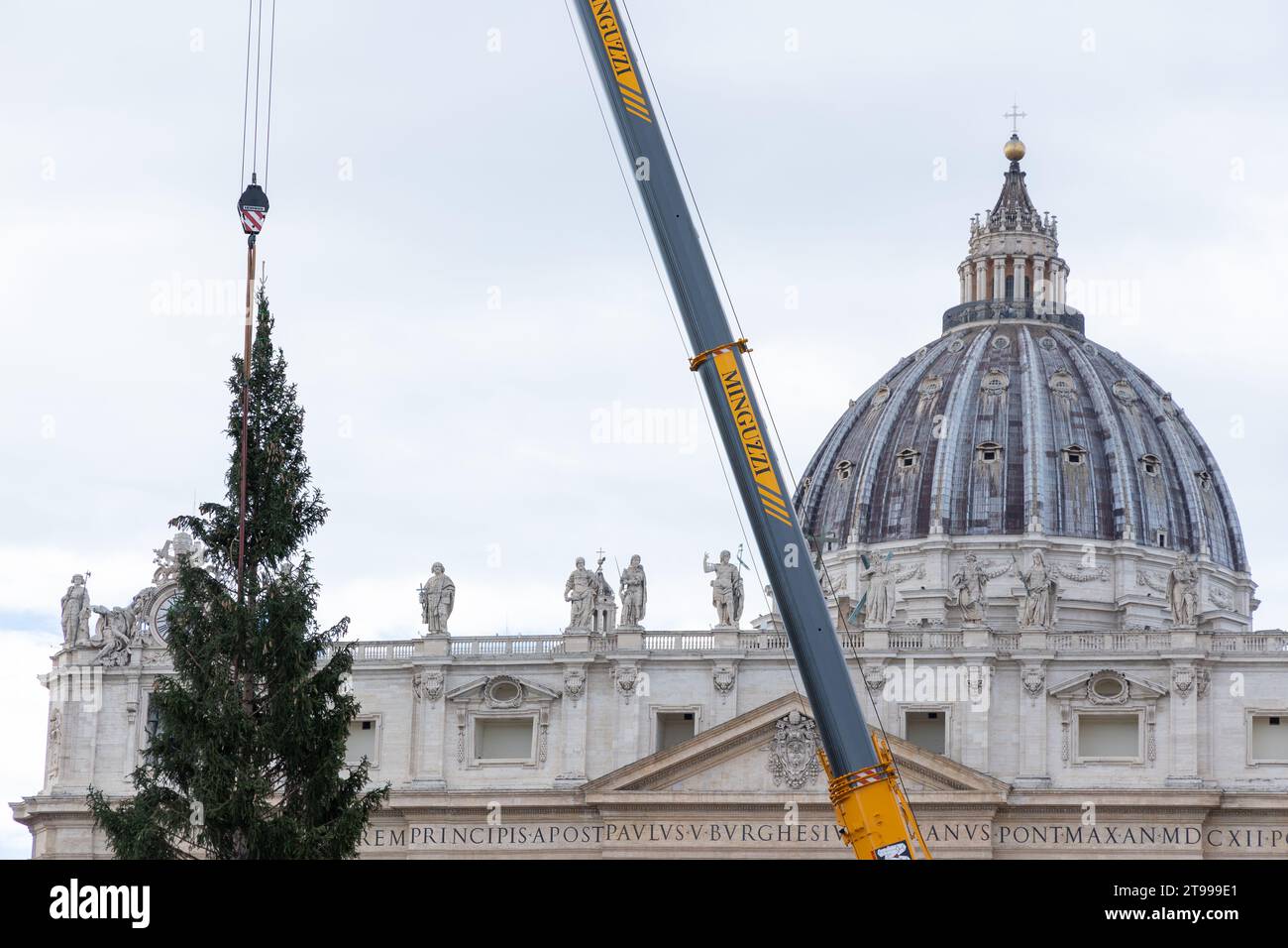 Rome, Italy. 23rd Nov, 2023. Detail of the installation of the Christmas tree in St. Peter's Square. The Christmas tree arrived in St. Peter's Square with 27 meters high, it weighs 6.5 tons and was donated by the municipality of Macra, in the woods of Cuneo. It will be decorated with lights and over 7,000 dried edelweiss which will give the effect of a snowfall. The lights will be turned on next December 9. (Photo by Matteo Nardone/Pacific Press) Credit: Pacific Press Media Production Corp./Alamy Live News Stock Photo