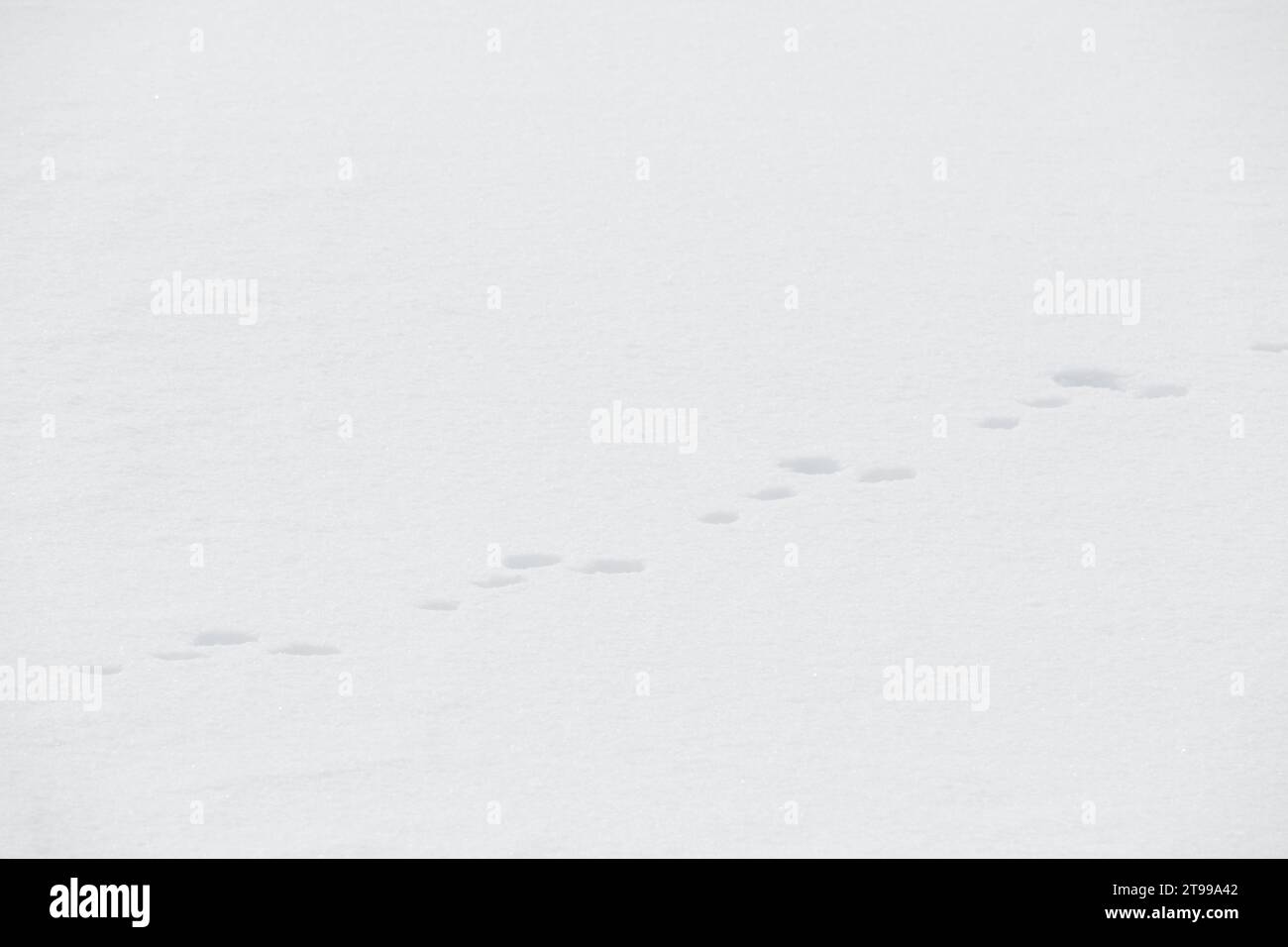 White Rabbit Tracks Rabbit tracks in white winter snow landscape Stock Photo - Alamy