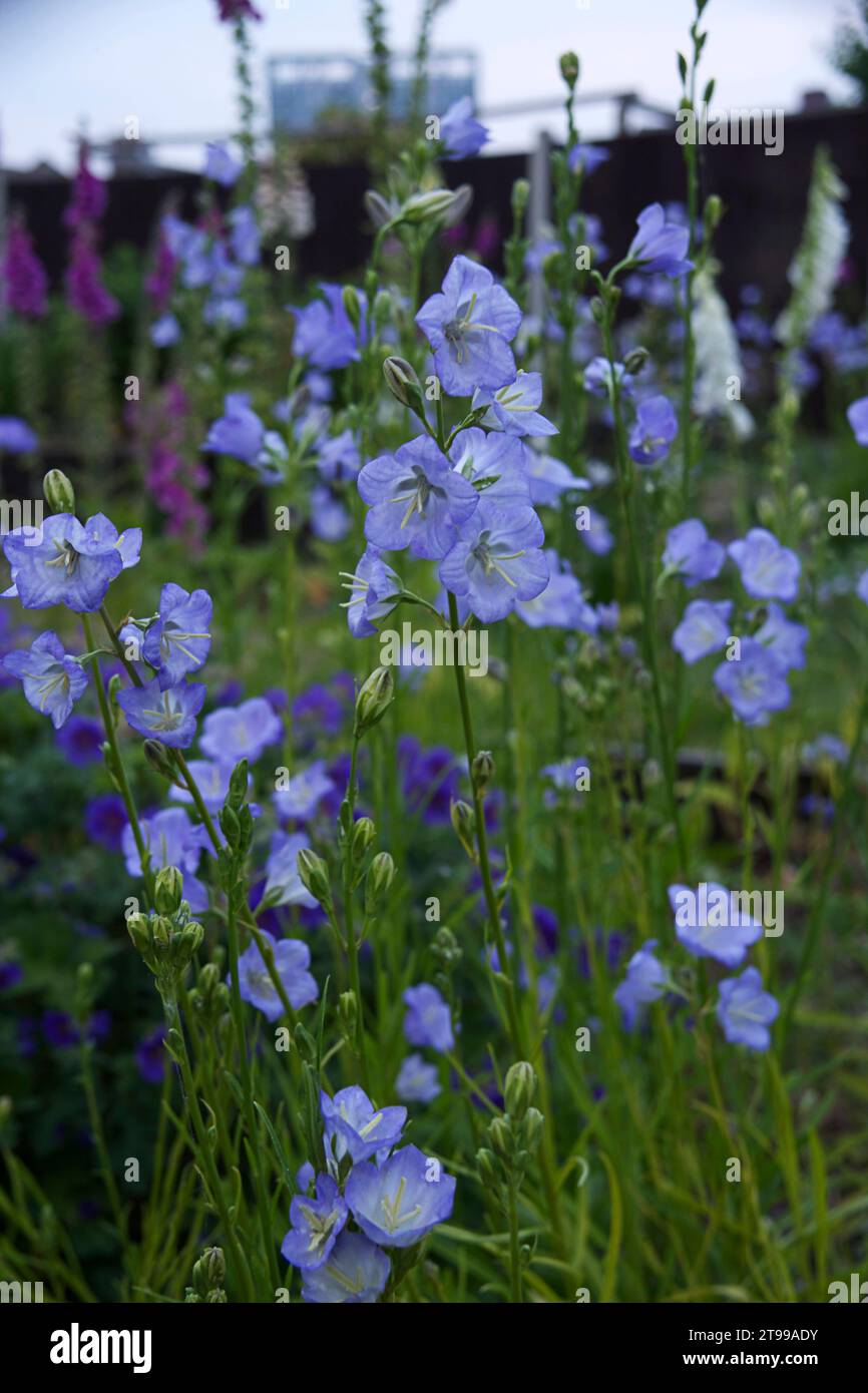 Campanula persicifolia or Canterbury Bell in a cottage garden in Abbey Wood, London Stock Photo