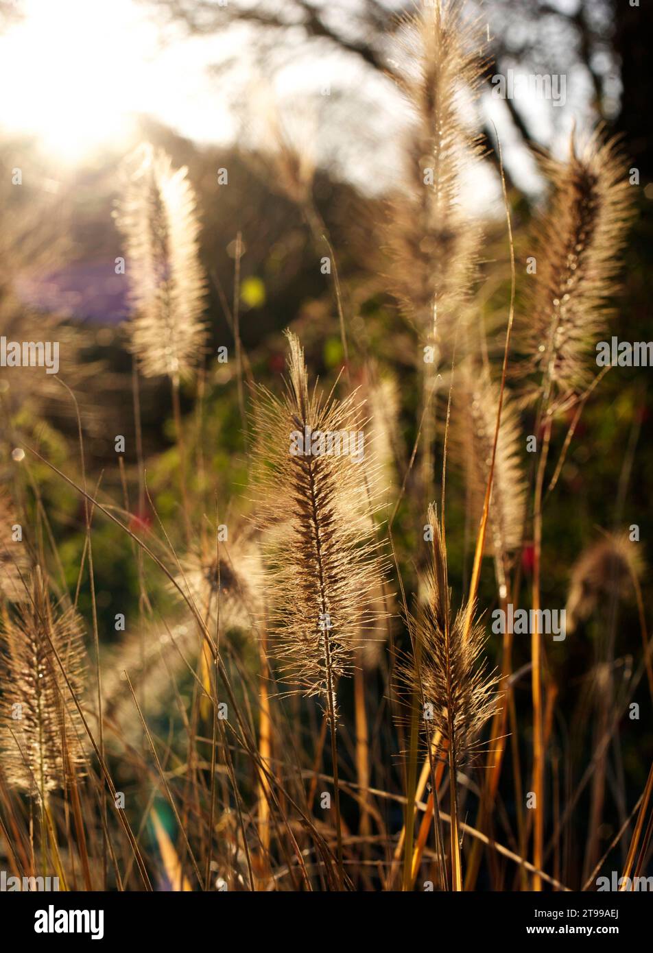 Pennisetum grass in the autumn at Lesnes Abbey park, Abbey Wood, London Stock Photo