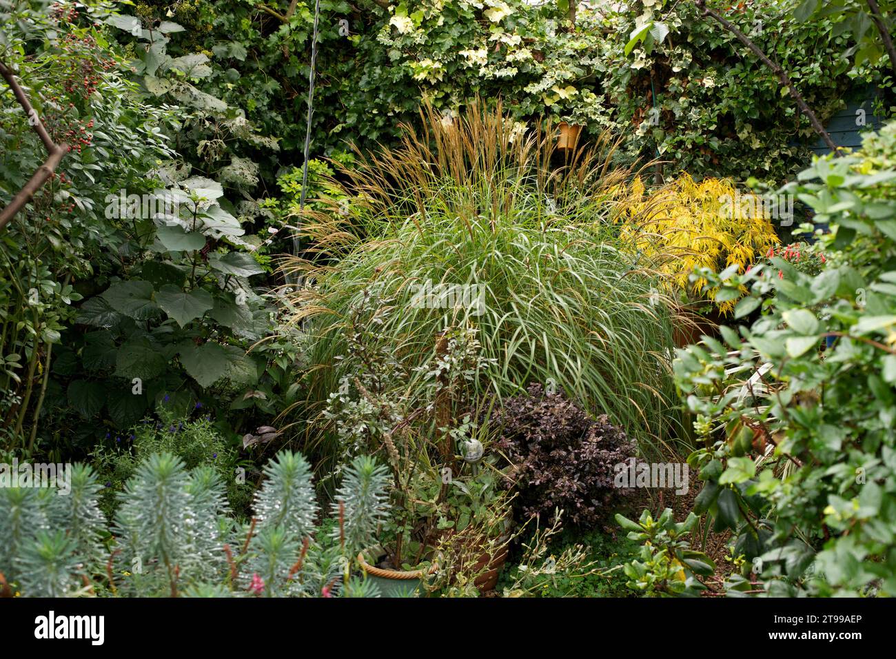 Lush suburban garden in London in the early autumn: Miscanthus Yakushima Dwarf taking centre stage. Other plants include  Euphorbia characias wulfenii Stock Photo