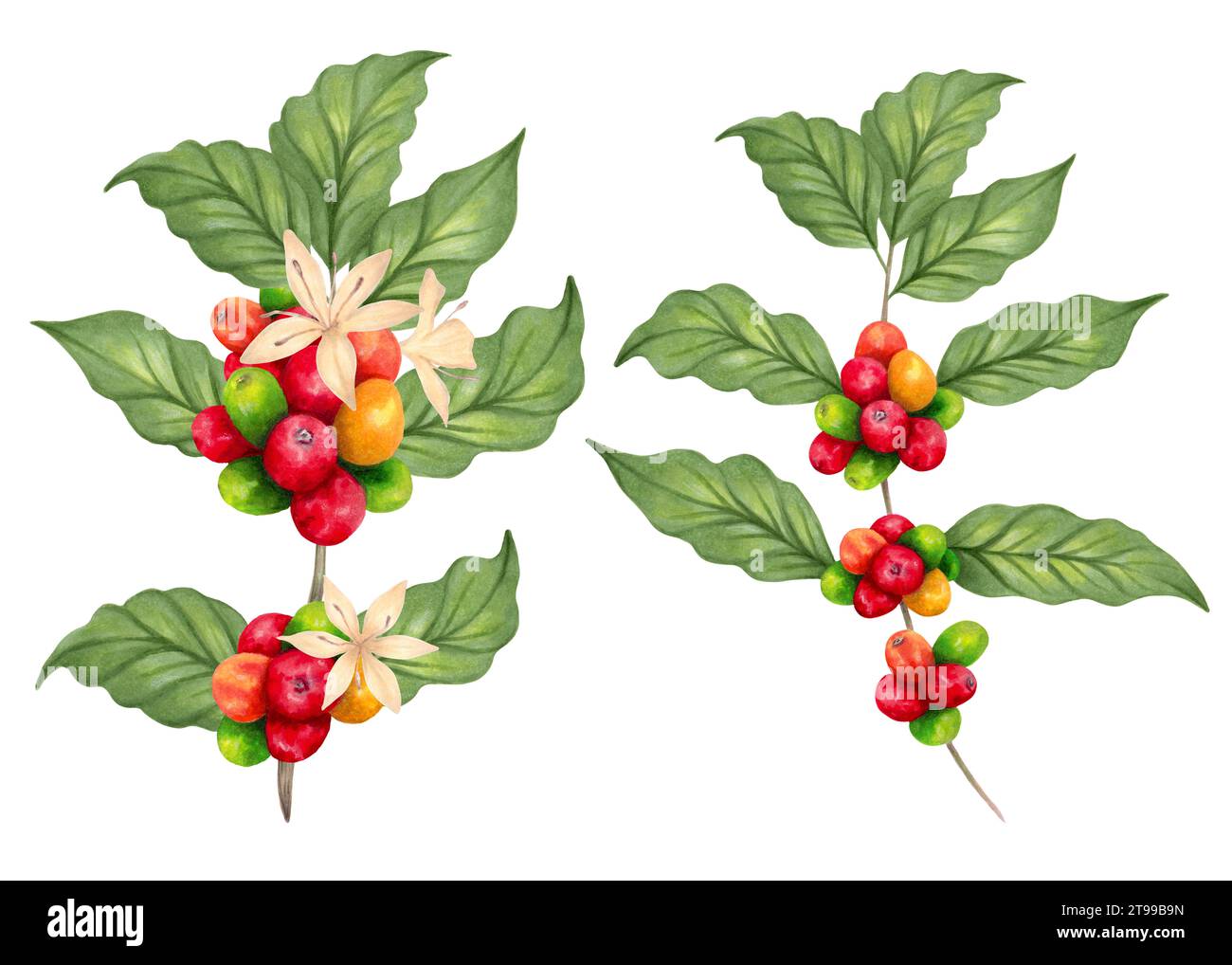 Branches of a coffee tree. The aroma of Robusta and Arabica varieties. Coffee factory. Ripening