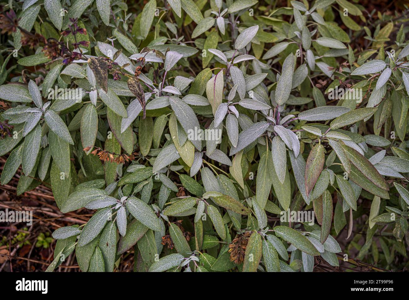 green sage leaves at the first frost as a floral background, Denmark, November 22, 2023 Stock Photo