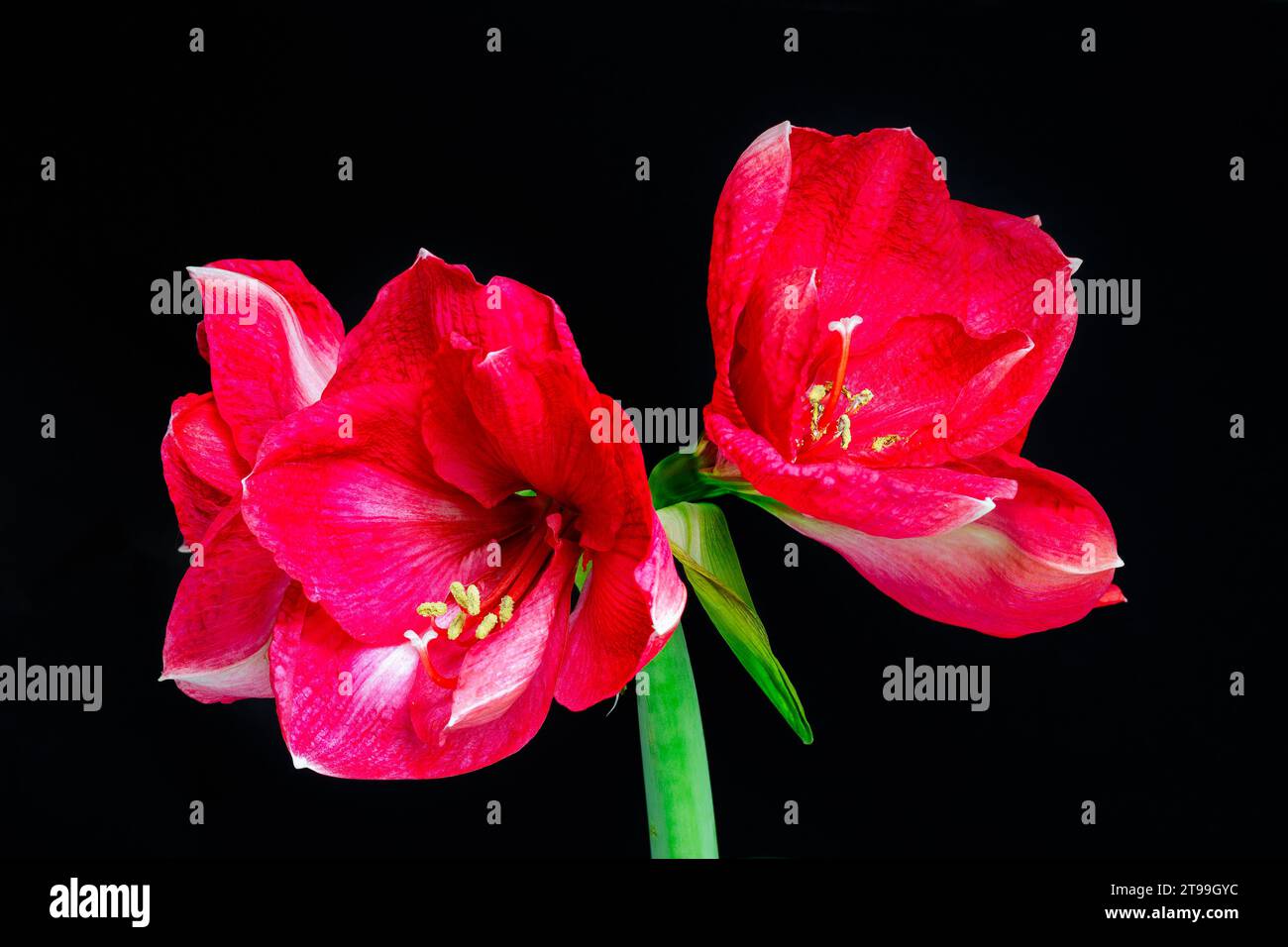Three Hippeastrum, or amaryllis, red and white flowers on a black background, close up Stock Photo