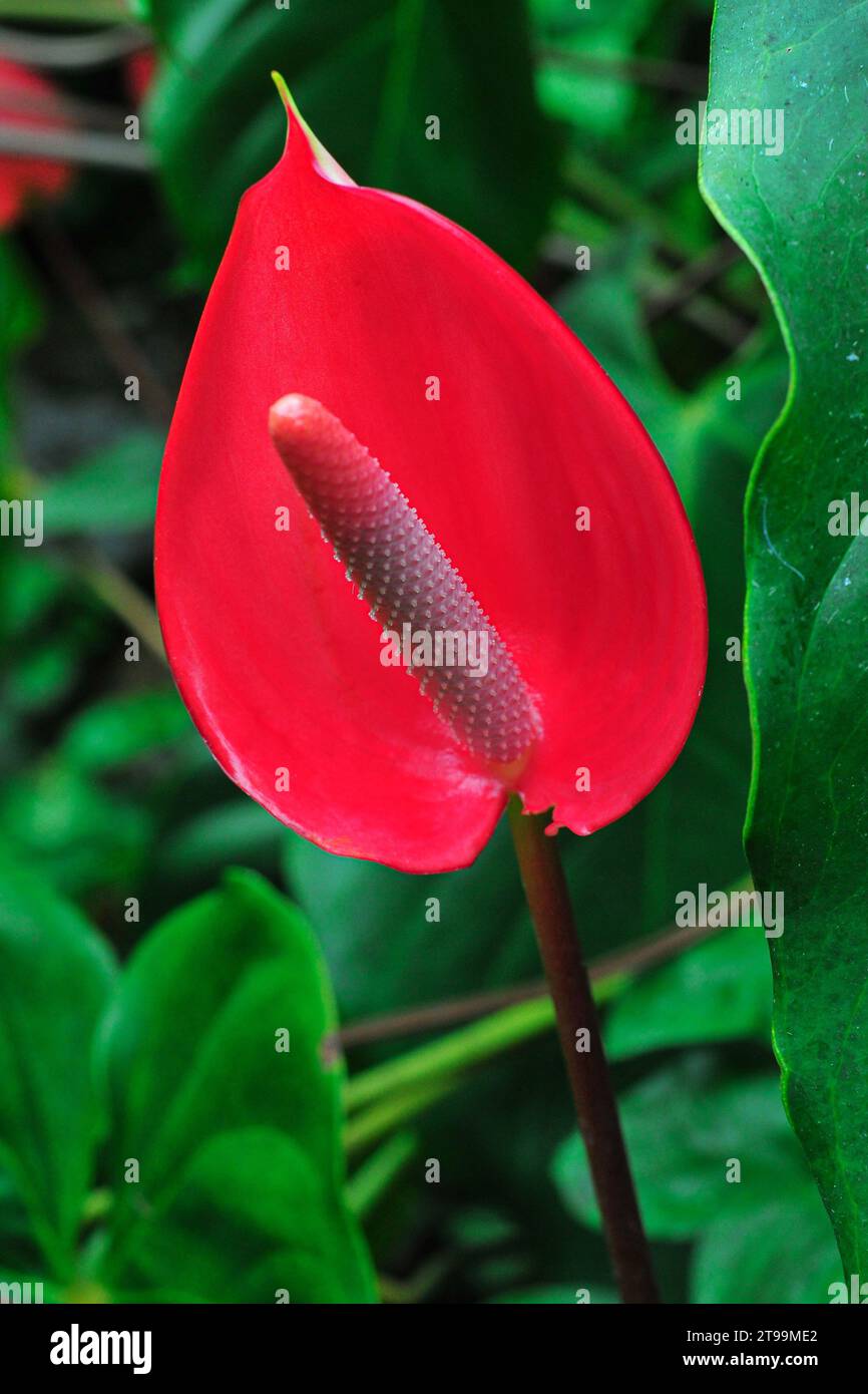 Anthurium Andraeanum flower with red petals Stock Photo