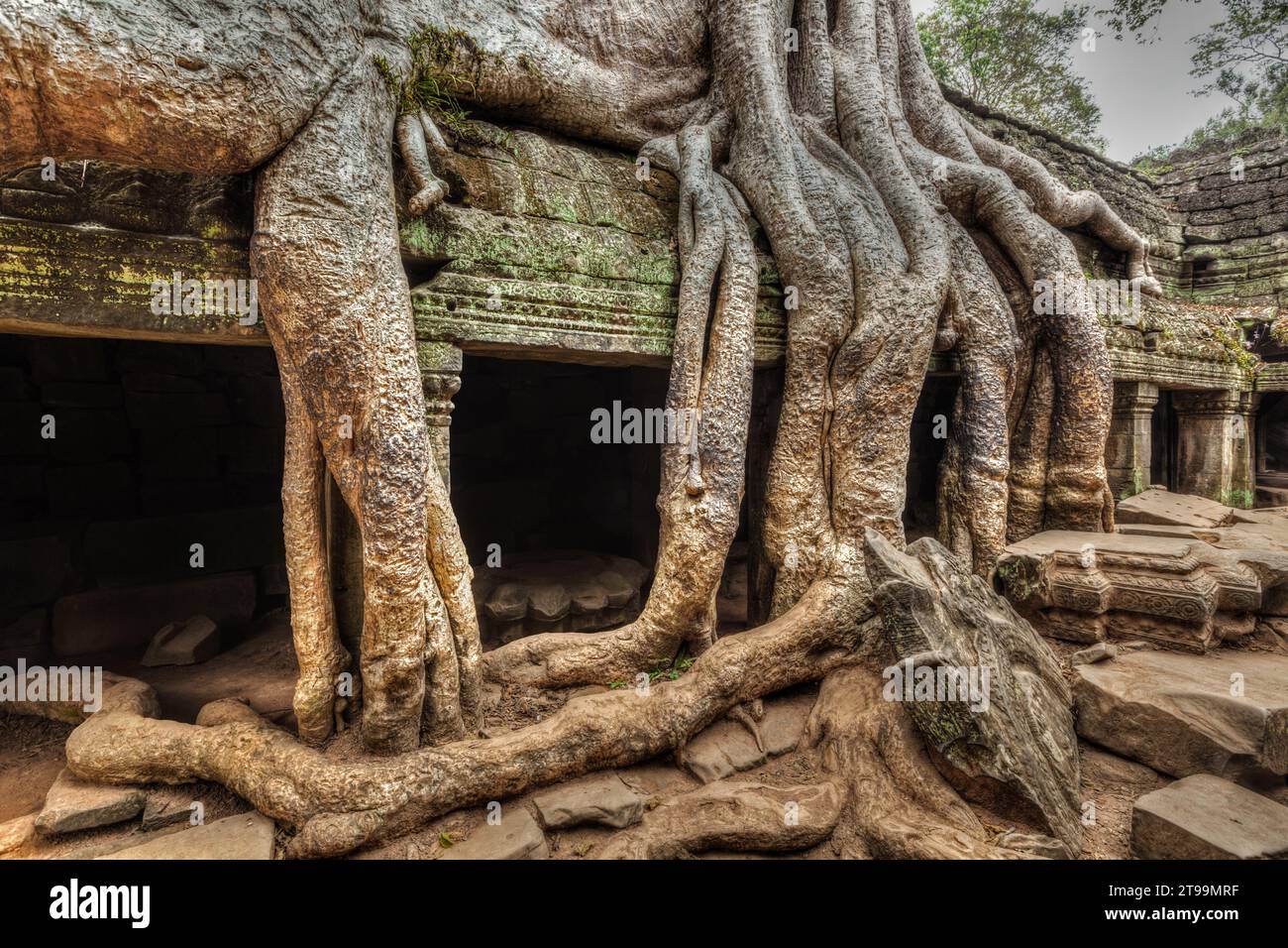 Ancient ruins and tree roots, Ta Prohm temple, Angkor, Cambodia Stock Photo