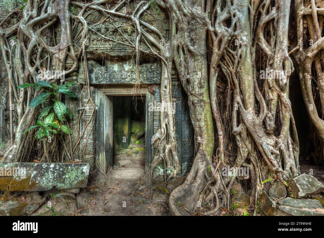 Ancient stone door and tree roots, Ta Prohm temple, Angkor, Camb Stock Photo