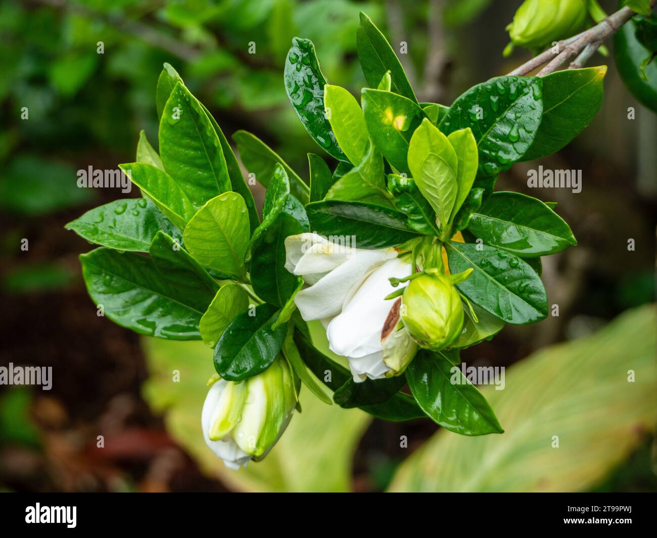 Gardenia flowers budding and blooming, dark green leaves fresh and wet