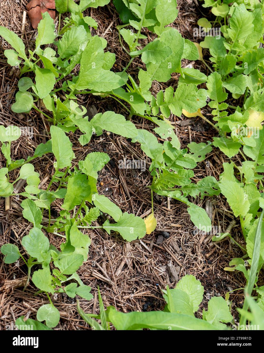 Daikon Radish seedlings growing in an Australian vegetable garden Stock