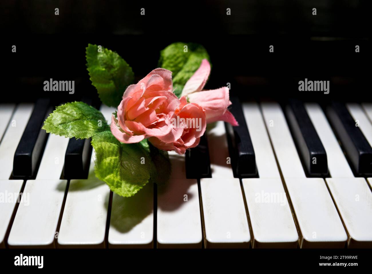 Pink roses on piano keys Stock Photo Alamy
