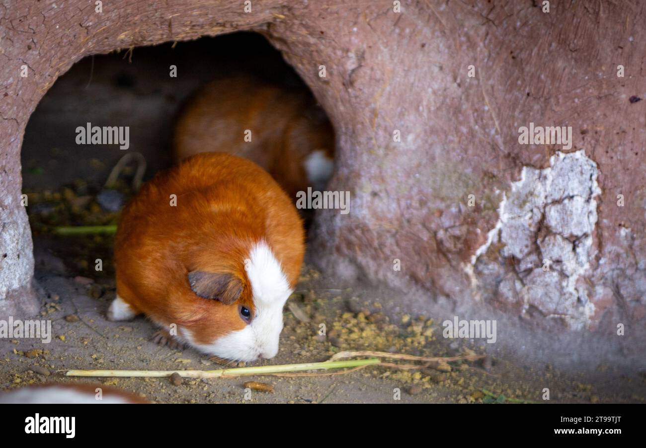 Peruvian Cuy or Guinea Pig fattening up Stock Photo