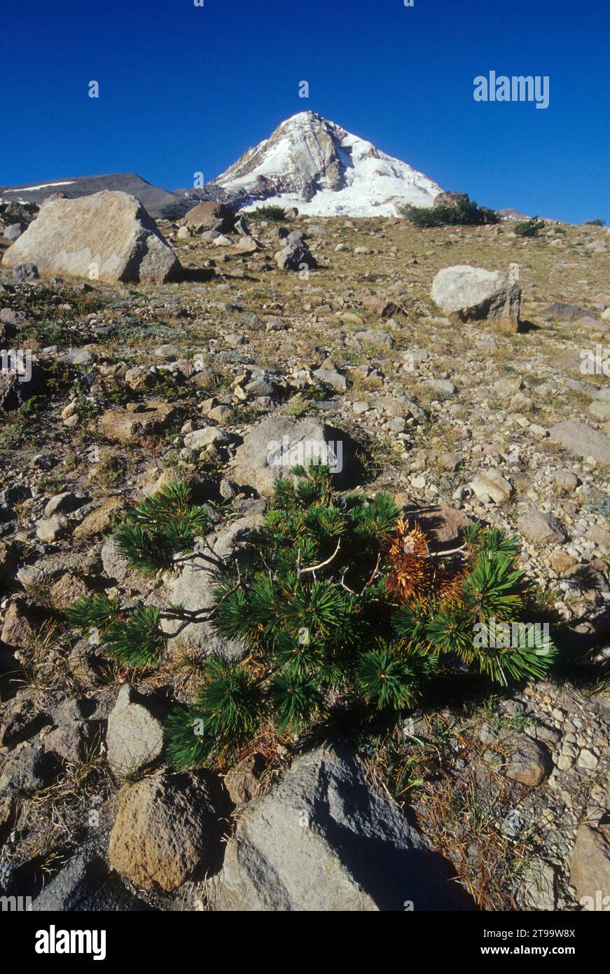Mt Hood from Cooper Spur with whitebark pine (Pinus albicaulis), Mt