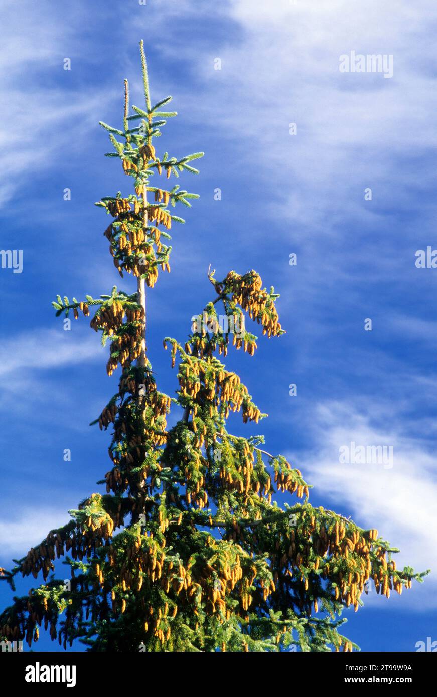 Engelmann spruce, Mt Hood National Forest, Oregon Stock Photo