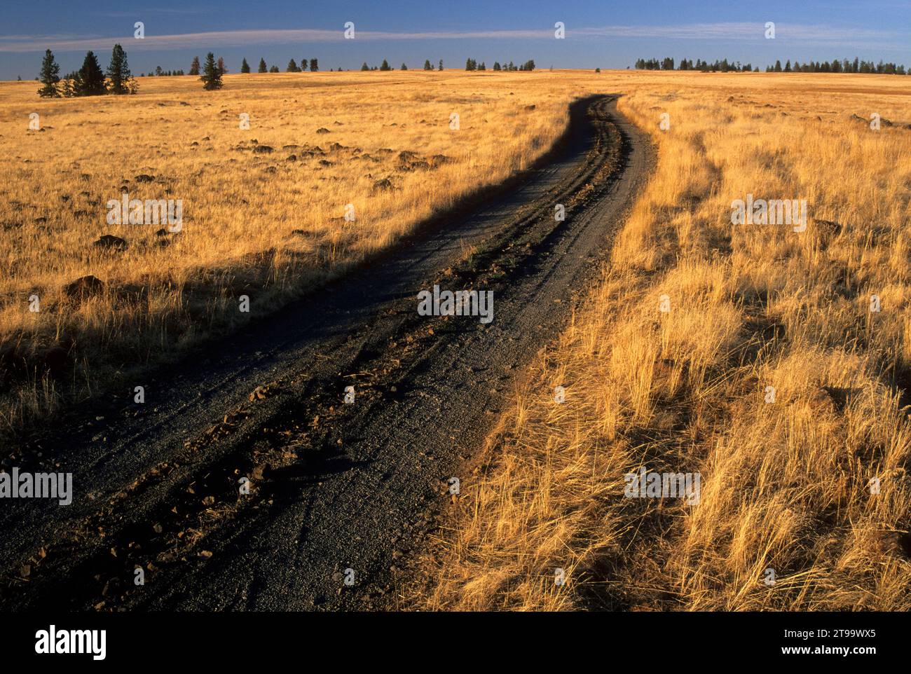 Access road, Bridge Creek Wildlife Area, Blue Mountain National Scenic Byway, Oregon Stock Photo
