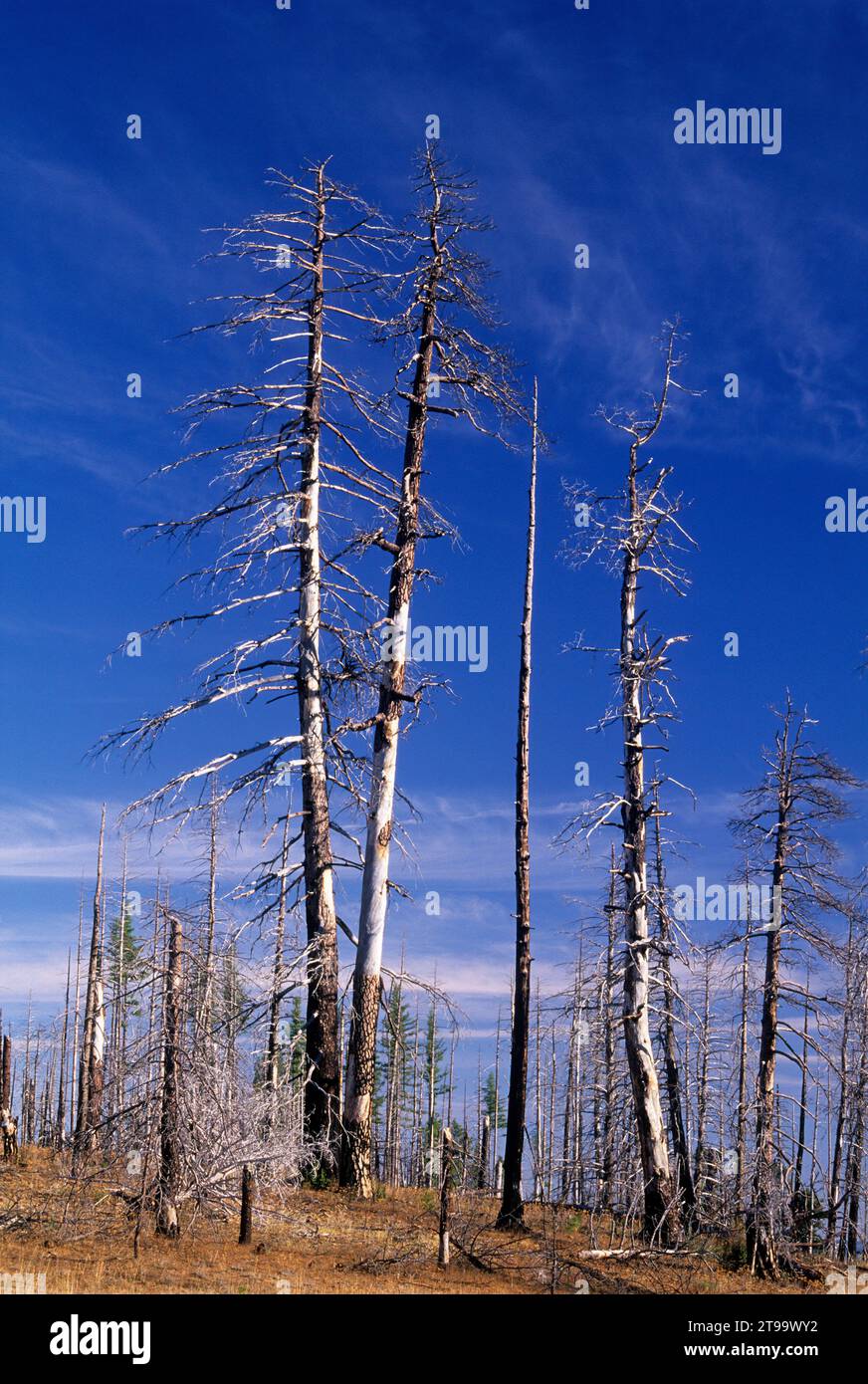 Tower Fire area, North Fork John Day Wilderness, Umatilla National ...