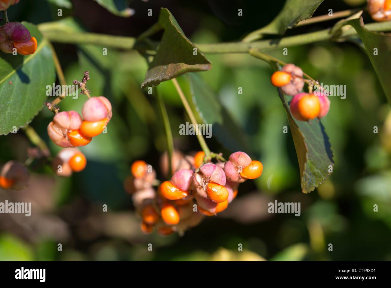 Fortune's spindle,  Euonymus fortunei on twig fruits closeup selective focus Stock Photo
