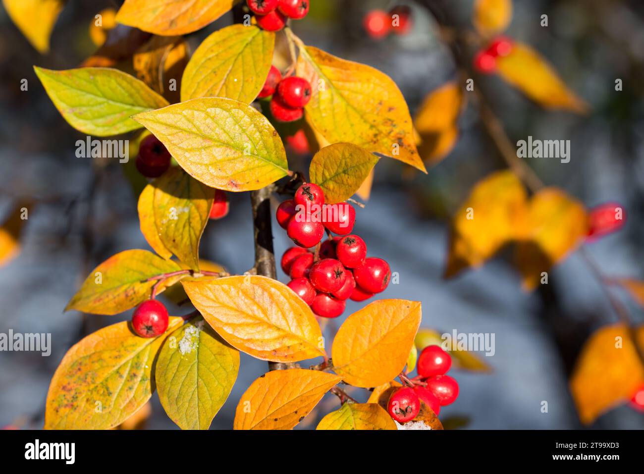 hollyberry cotoneaster, Cotoneaster bullatus red berries and orange leaves closeup selective focus Stock Photo