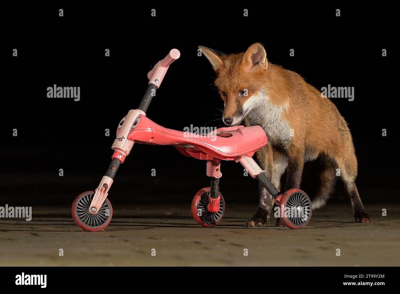 Urban Fox in Bristol Stock Photo - Alamy