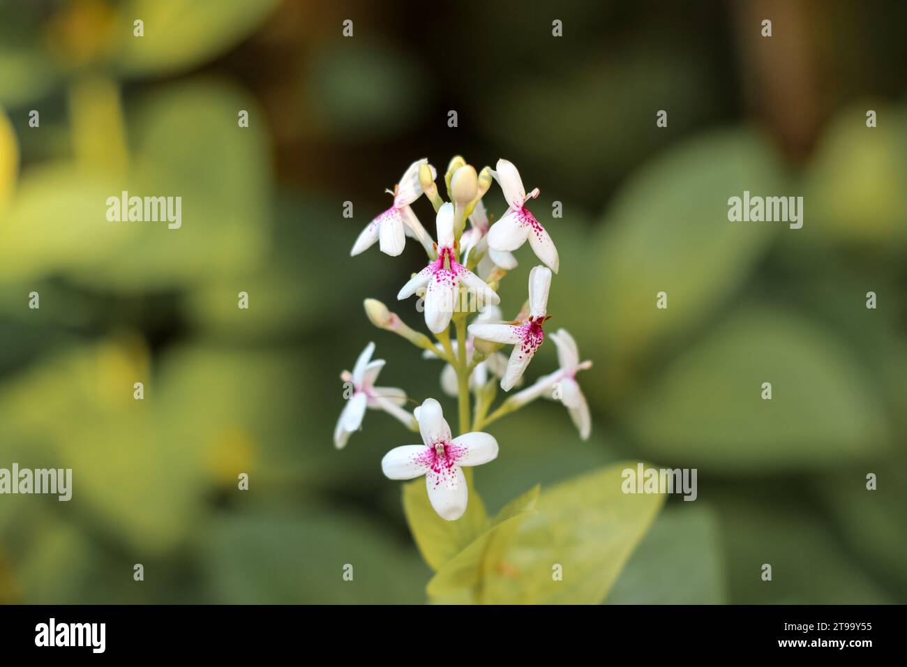 White pseuderanthemum reticulatum flowers in the garden Stock Photo