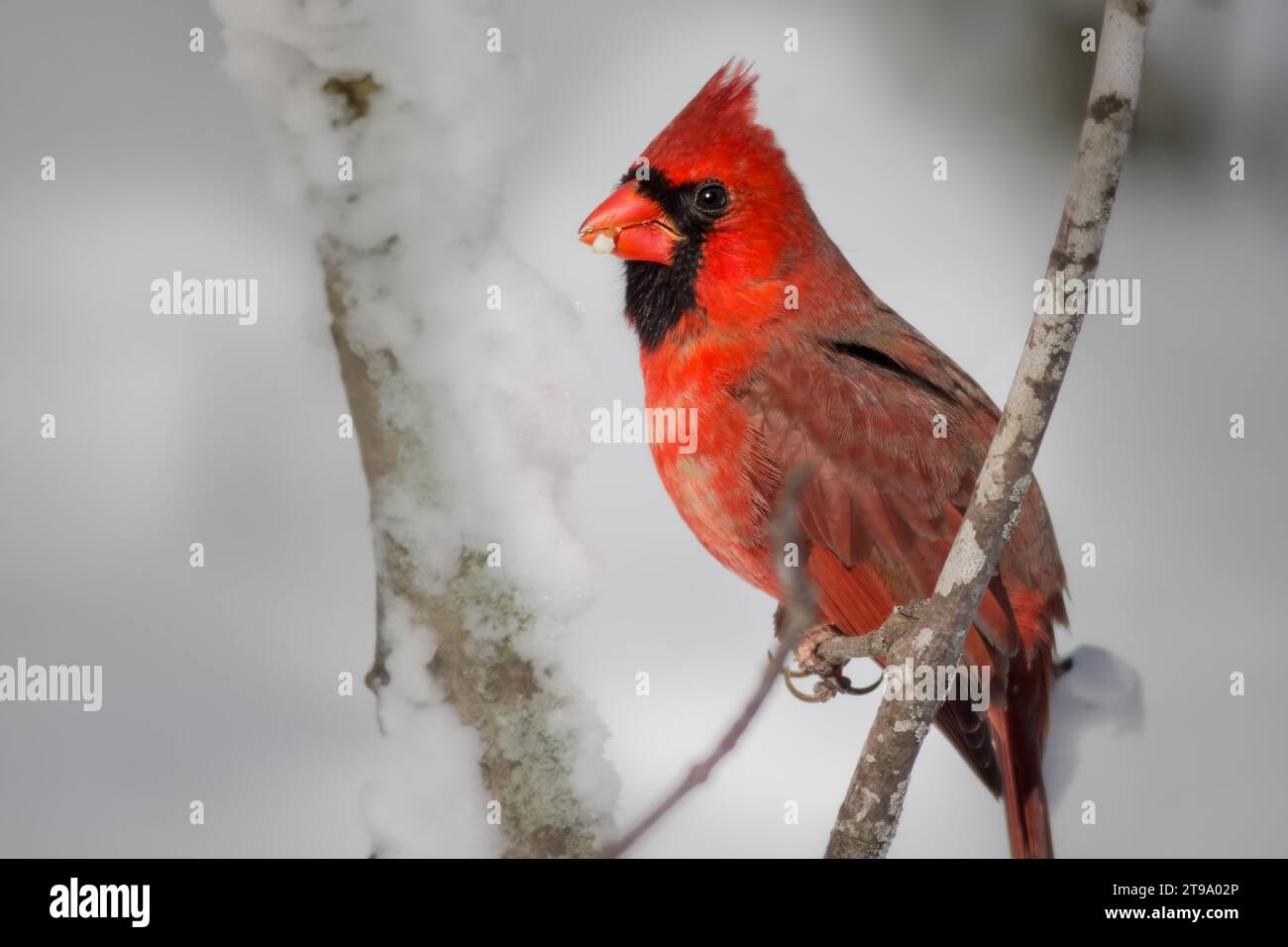 Close up male Northern Cardinal (Cardinalis cardinalis) perched on Paper Birch Tree branch, with blurry background in northern Minnesota USA Stock Photo