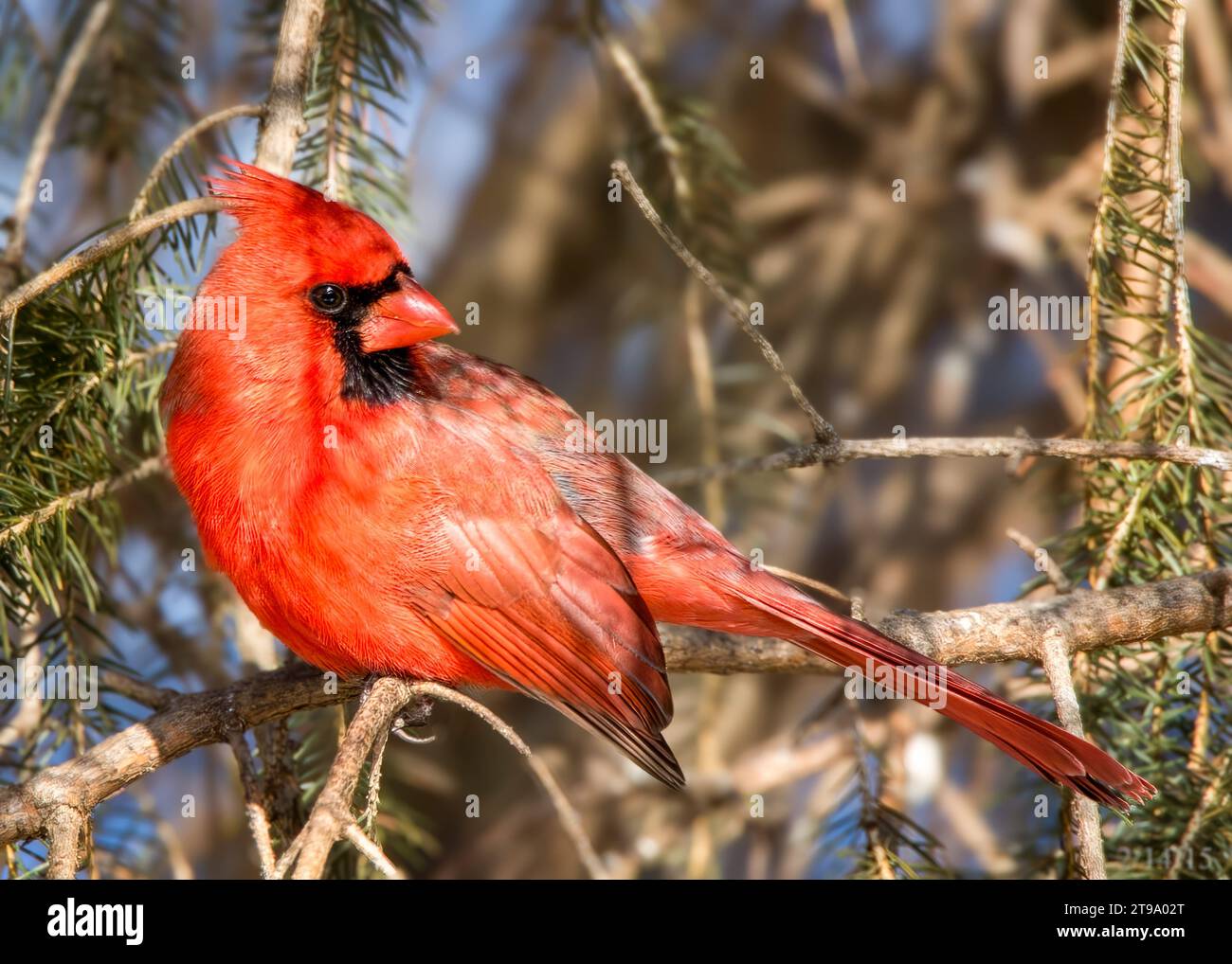 Close up male Northern Cardinal (Cardinalis cardinalis) perching in White Spruce boughs in the Chippewa National Forest, northern Minnesota USA Stock Photo