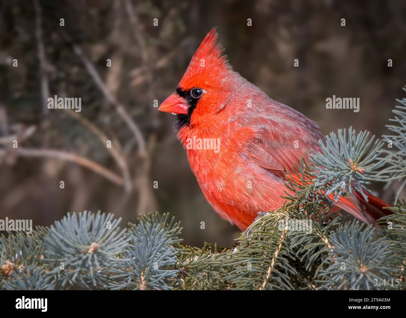 Minnesota Cardinal Close up male Northern Cardinal (Cardinalis cardinalis) perching in ...
