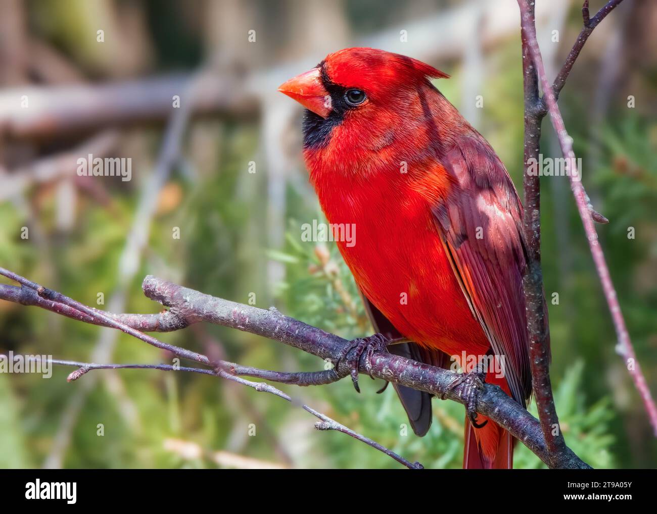 Close up male Northern Cardinal (Cardinalis cardinalis) perched on Paper Birch Tree branch, with blurry background in northern Minnesota USA Stock Photo