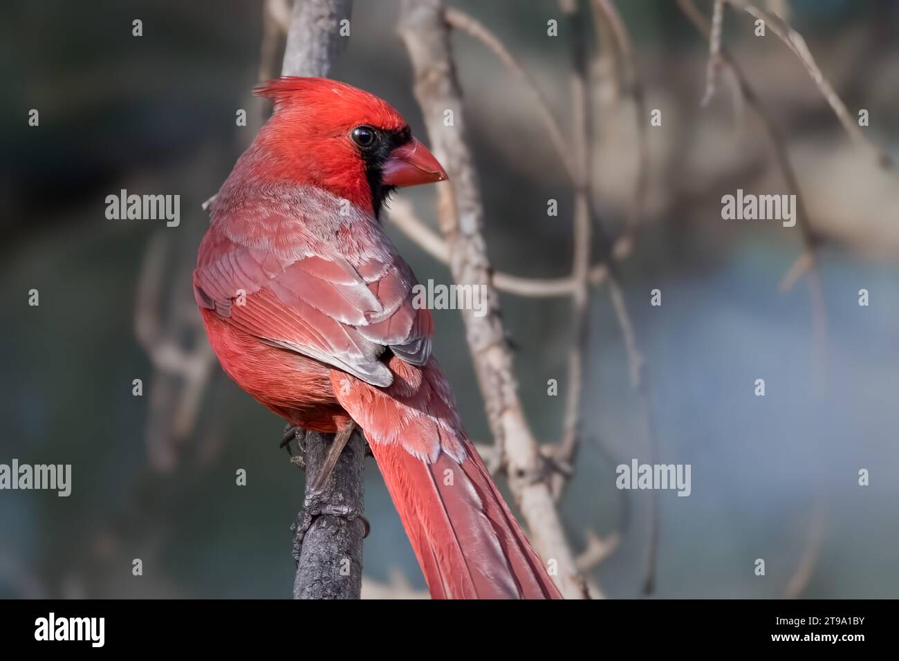 Minnesota Cardinal Close up male Northern Cardinal (Cardinalis cardinalis) perching in ...