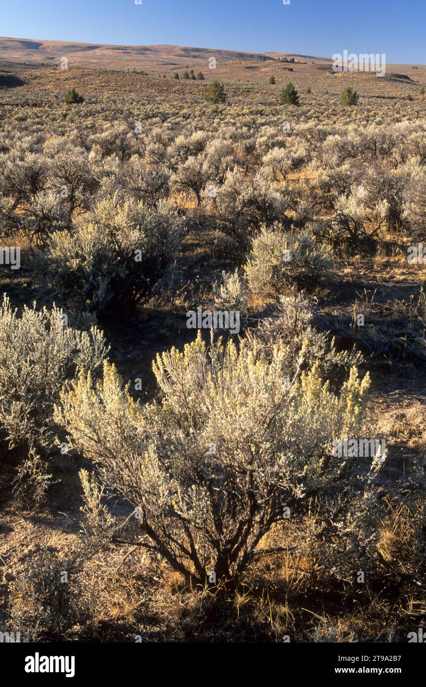 Sagebrush rangeland hi-res stock photography and images - Alamy