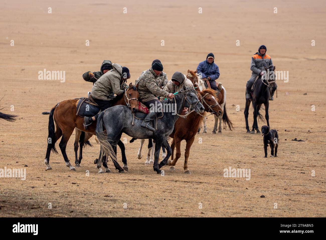Buzkashi (goat pulling) is the national sport of Afghanistan It is a traditional sport in which horse-mounted players attempt to place a goat or calf Stock Photo