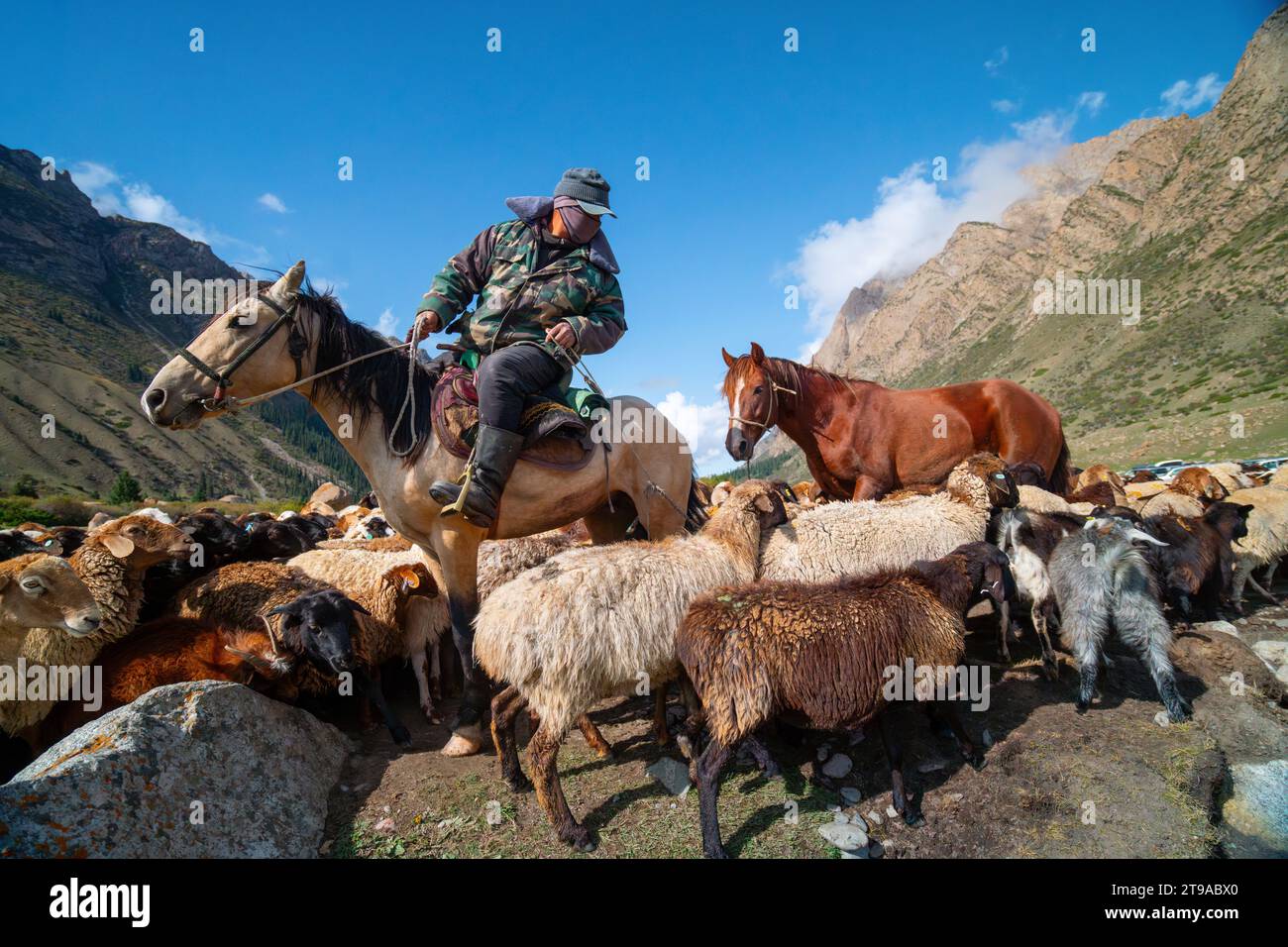 Shepherd on horseback guiding a flock of sheep in the mountain range Kyrgyzstan Stock Photo