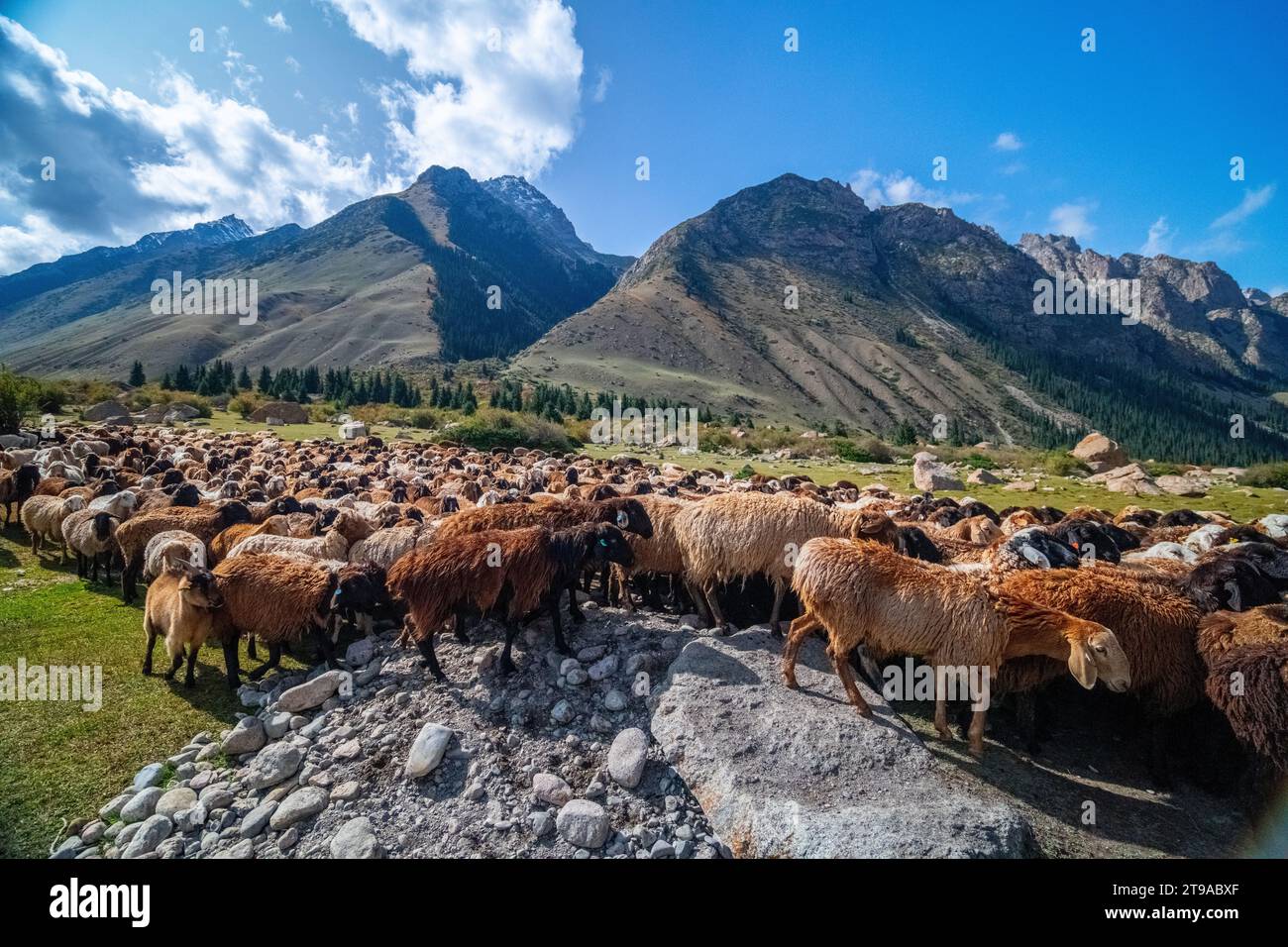 Shepherd on horseback guiding a flock of sheep in the mountain range Kyrgyzstan Stock Photo