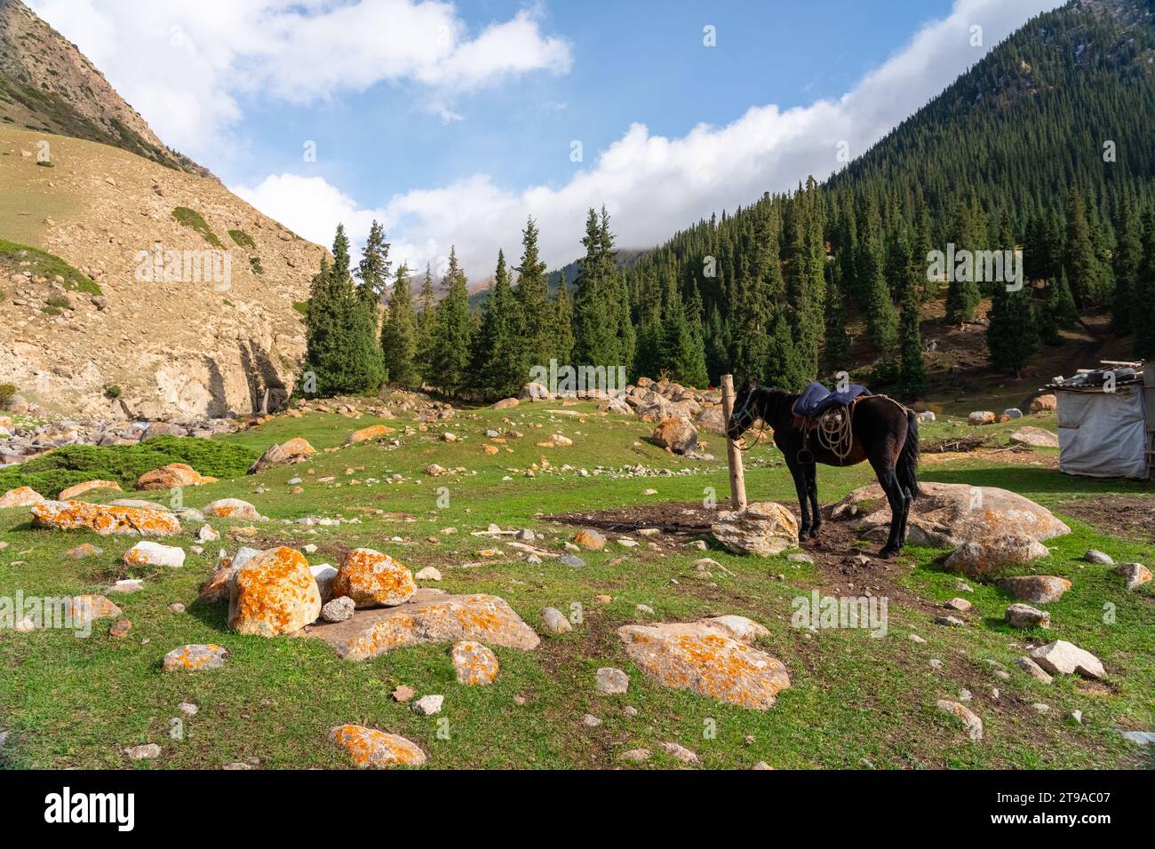 A herd of horses grazes in the mountains of Kyrgyzstan Stock Photo