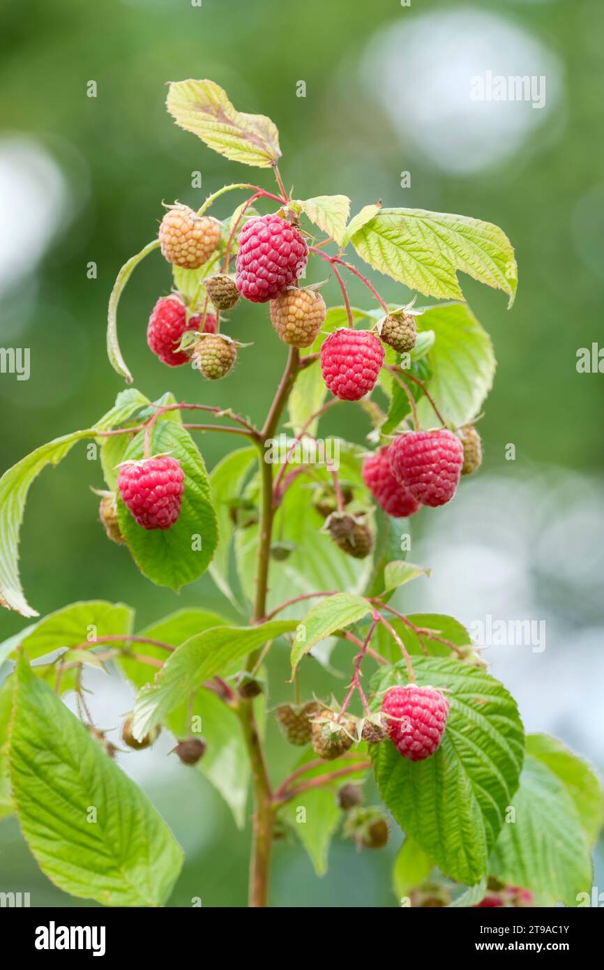 Rubus idaeus Zeva, Raspberry  Zeva, autumn fruiting variety, ripe fruit on the cane Stock Photo