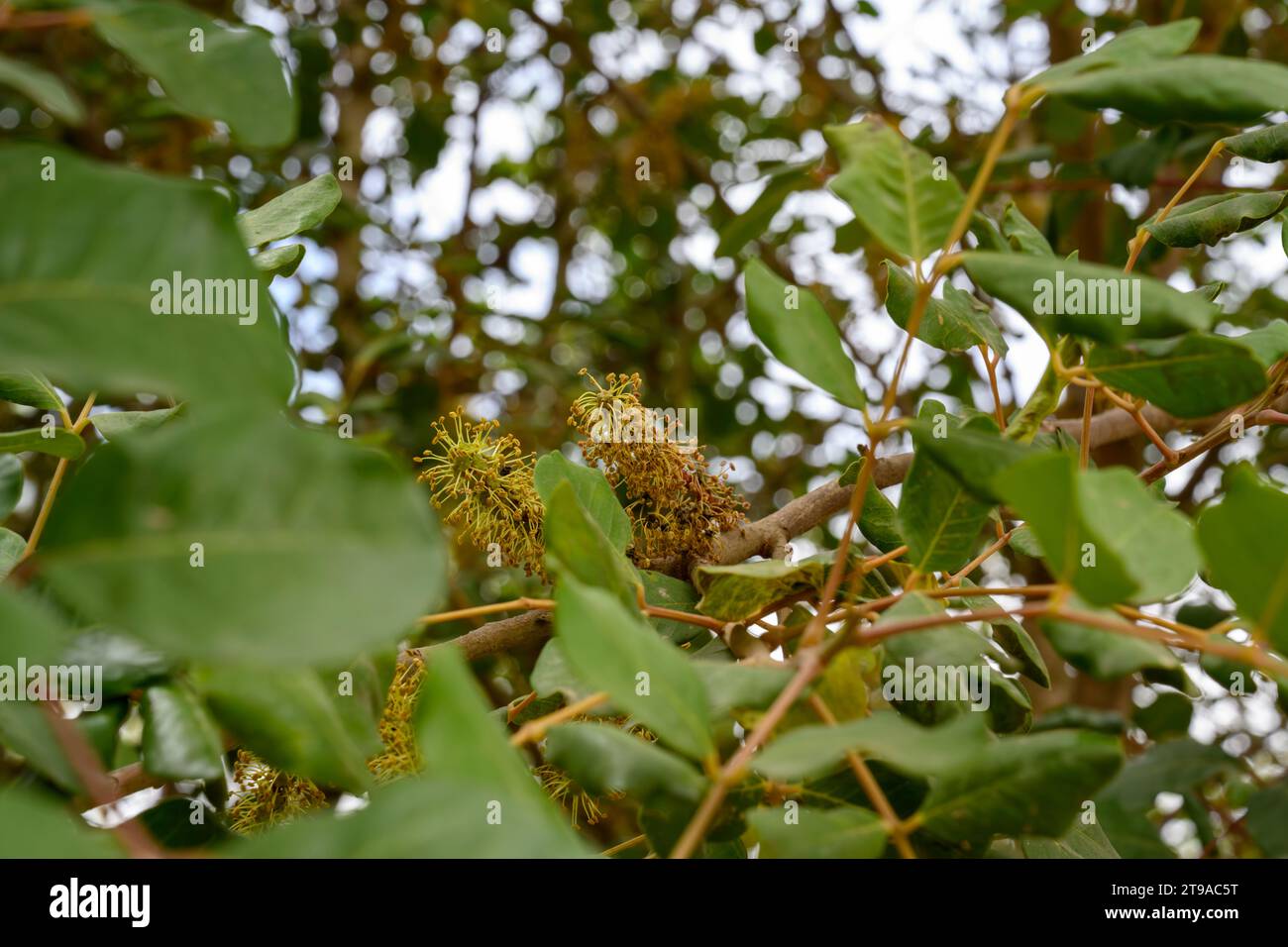 Close up of the male flowers of a Carob tree The carob (Ceratonia siliqua) is a flowering
