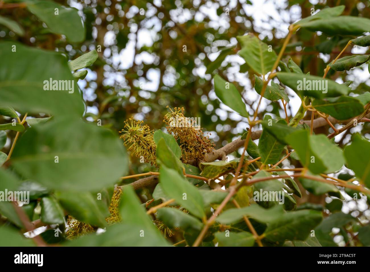 Close up of the male flowers of a Carob tree The carob (Ceratonia siliqua) is a flowering evergreen tree or shrub in the Caesalpinioideae sub-family o Stock Photo