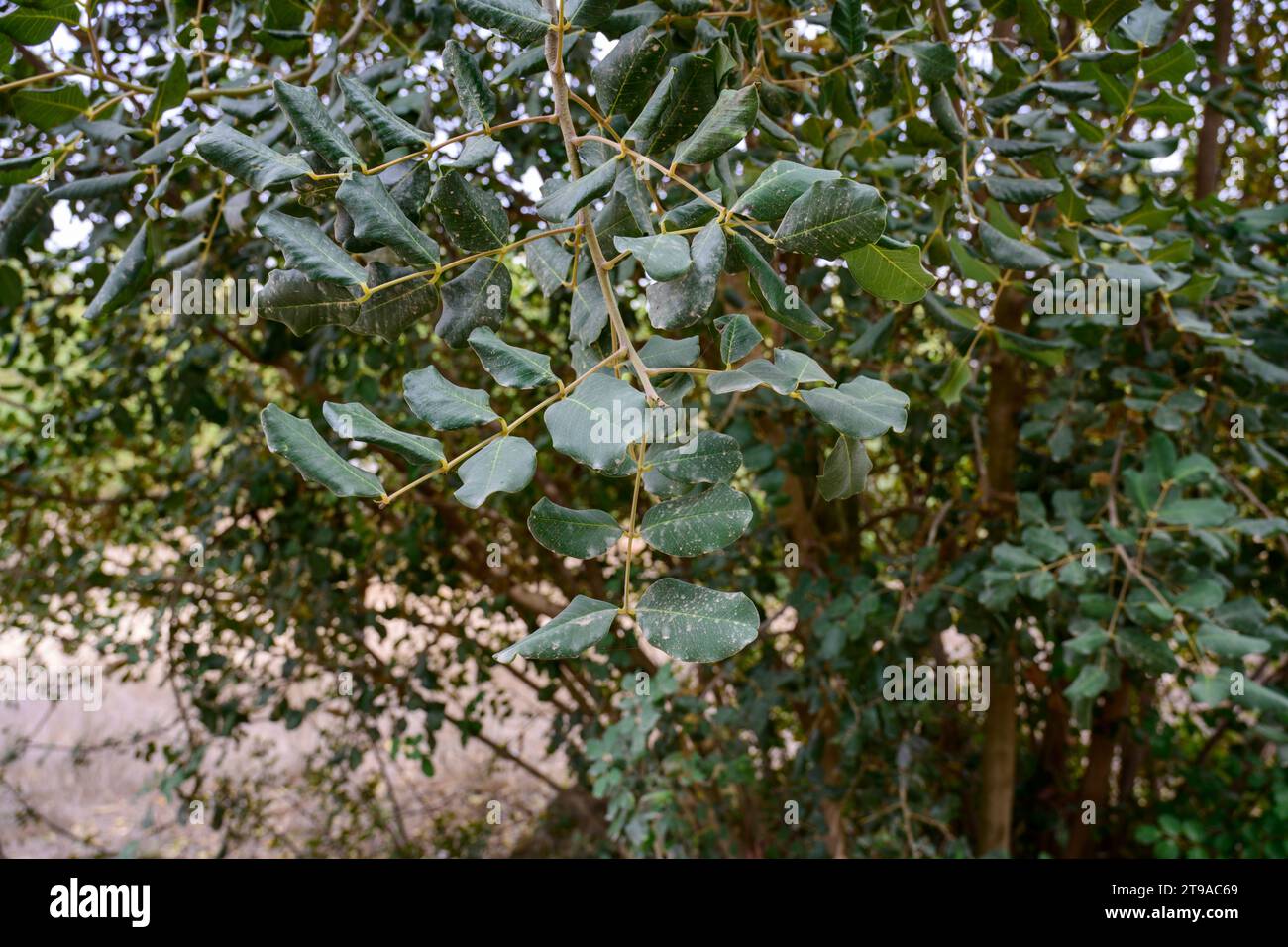 Close up of the male flowers of a Carob tree The carob (Ceratonia siliqua) is a flowering evergreen tree or shrub in the Caesalpinioideae sub-family o Stock Photo