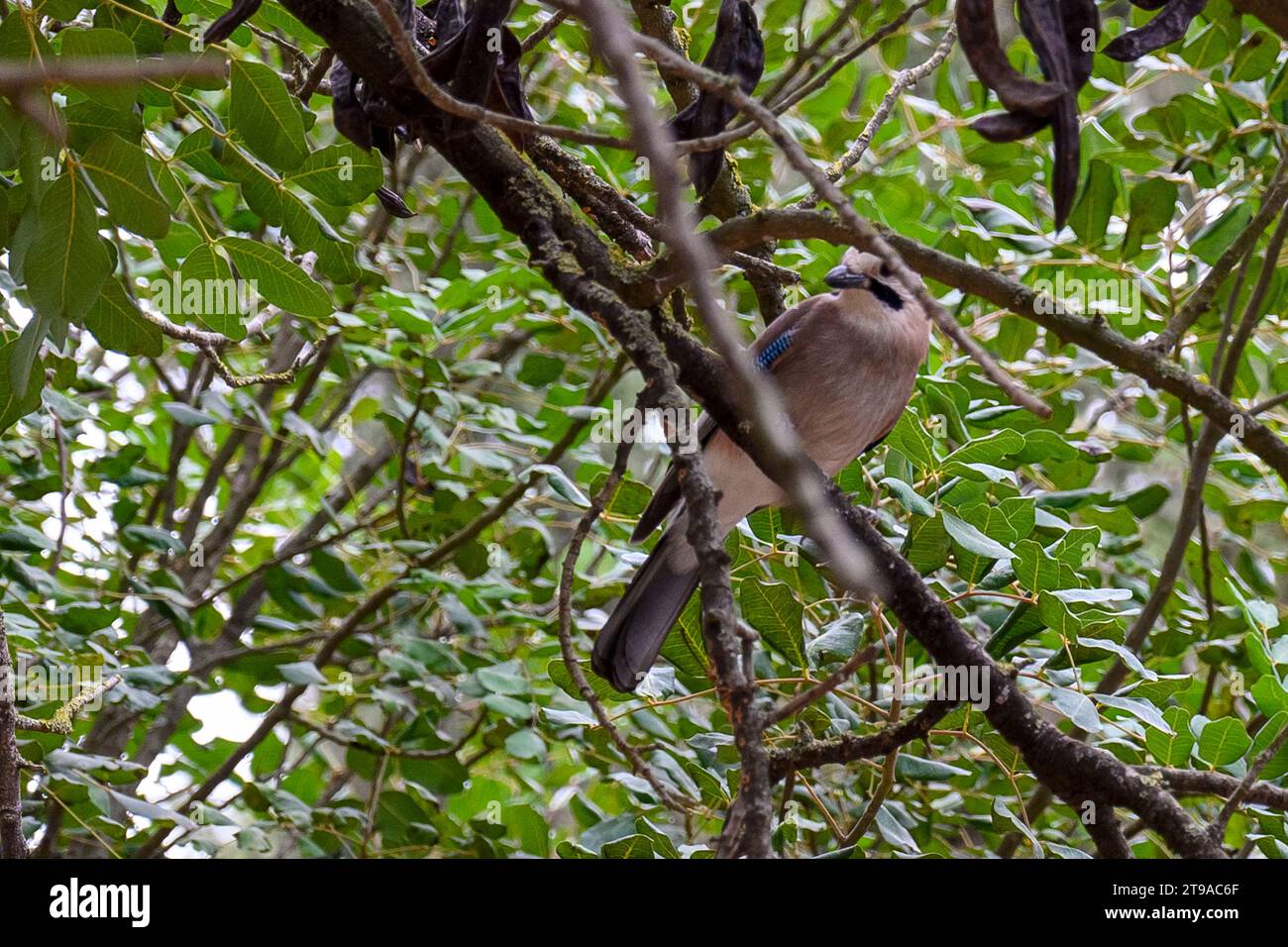 Eurasian Jay (Garrulus glandarius) perched on a branch. This bird is found throughout western Europe, northwest Africa and southeast and eastern Asia. Stock Photo