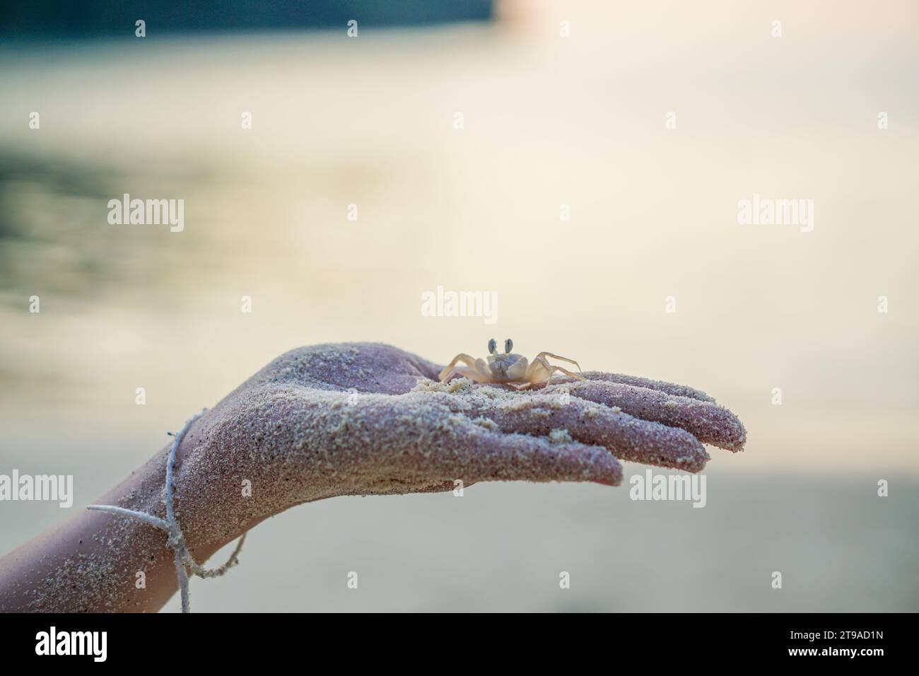 Close up small crab walking in a person's hands at the ocean Stock Photo