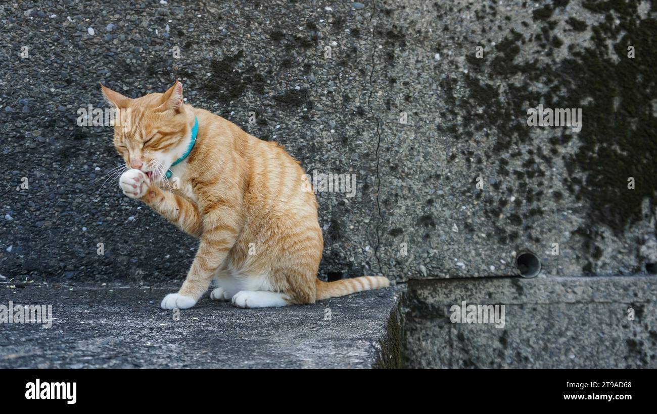 Ginger cat sitting on concrete stairs. Cat on wet concrete path. Close-up of a cute ginger tabby kitten. Home pet. Selective focus. Stock Photo
