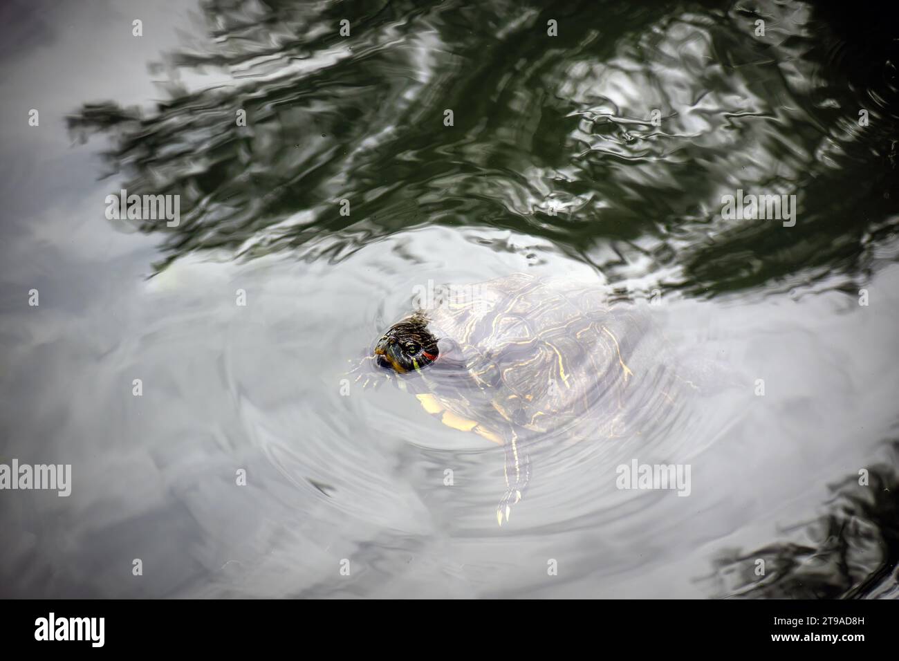 Embark on an aquatic journey with Trachemys Scripta Elegans, exploring wetlands, ponds, and rivers while encountering diverse wildlife and landscapes Stock Photo