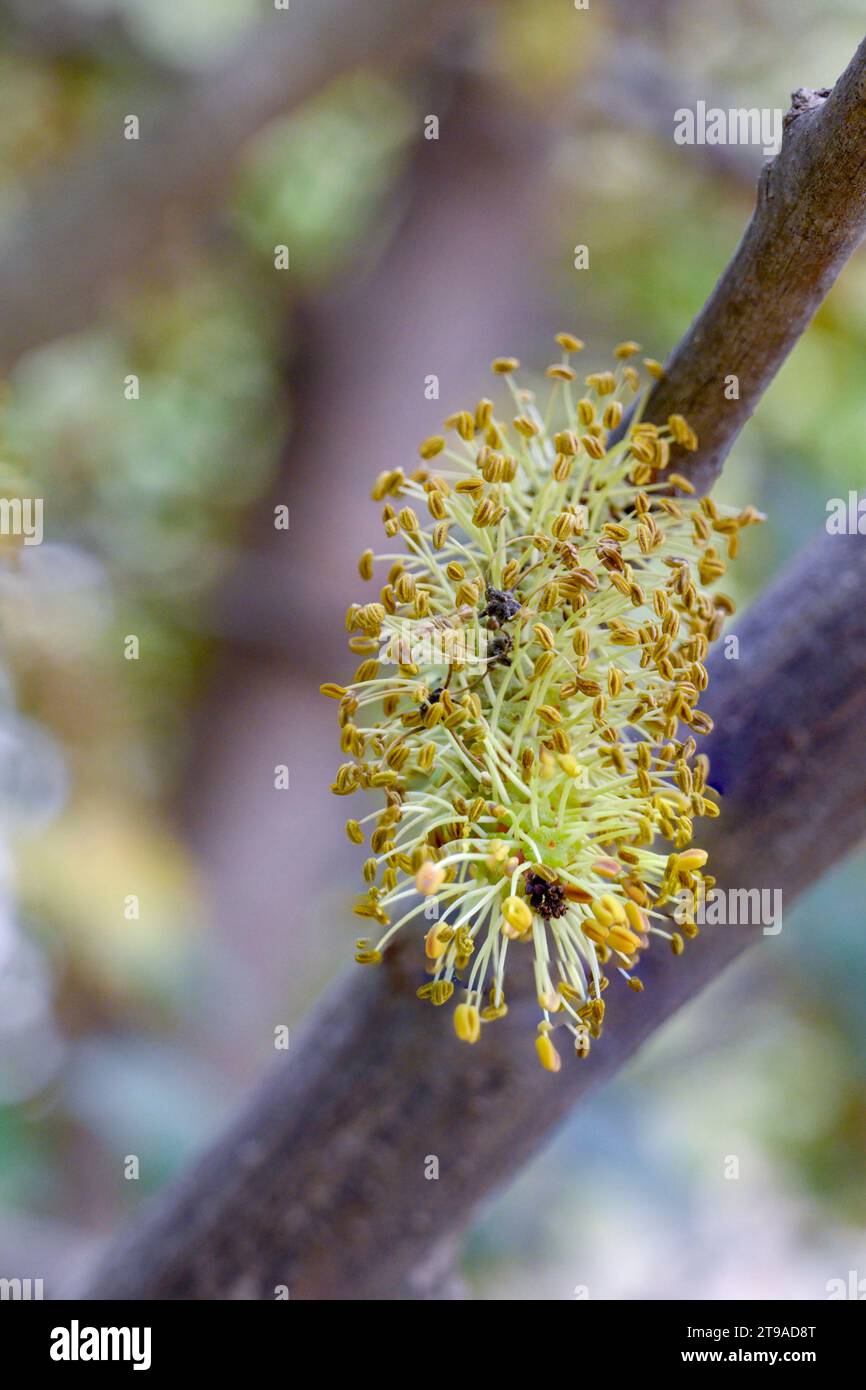 Close up of the male flowers of a Carob tree The carob (Ceratonia siliqua) is a flowering evergreen tree or shrub in the Caesalpinioideae sub-family o Stock Photo