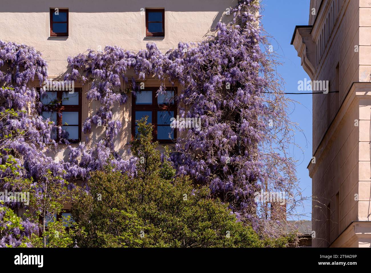 The side of a building is beautifully decorated with purple wisteria. The flowers hang down, surrounding the windows and covering the wall. Stock Photo